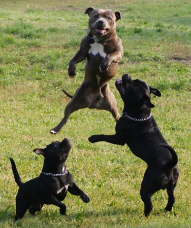 Kung fu bull terrier